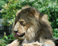 Description: D:\old my docs\Documents\My Webs\images\lion-thumbnail.jpg