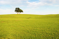 Description: Description: D:\old my docs\Documents\My Webs\other pages\Jura\thumbs\Tree.jpg