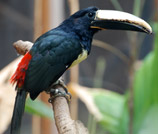 Description: D:\old my docs\Documents\My Webs\other pages\London Zoo\thumbs\Toucan Perhaps.jpg
